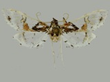 Leucinodes malawiensis
